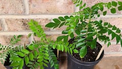 Health : अनेक गुणांचा खजिना 'कढीपत्ता'! पोषक तत्वांनी समृद्ध, फायदे जाणून आश्चर्यचकित व्हाल