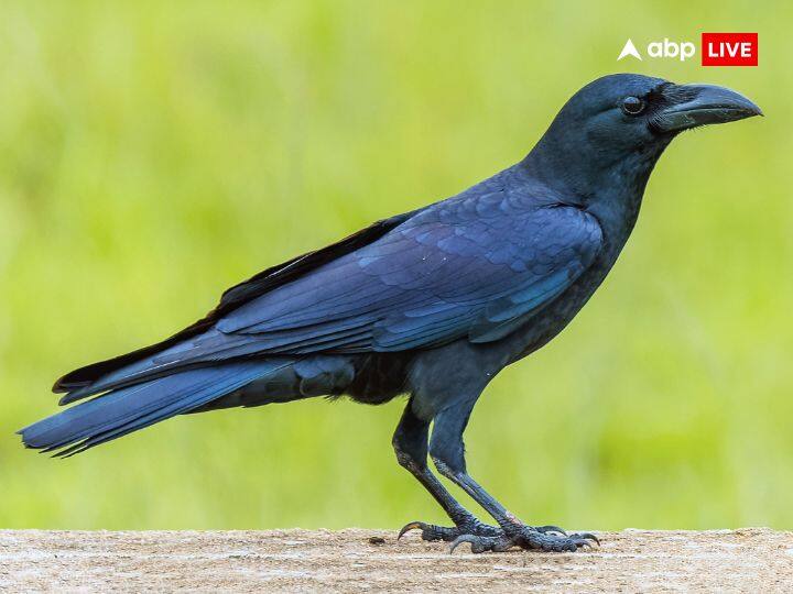 अमावस्या के दिन खासकर कुत्ता, गाय और कौवे को किसी प्रकार का कष्ट न दें. क्योंकि इन्हीं जीवों के माध्यम से पितृ श्राद्ध का भोजन ग्रहण करते हैं. इसलिए इन पशु-पक्षियों को पितरों का अंश मानकर भोजन कराया जाता है.