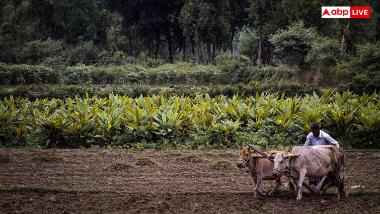 कैसे पा सकते हैं फसल बीमा, यहां जानें पीएम फसल बीमा योजना का फायदा लेने का आसान तरीका PM Fasal Bima Yojana Know how to get benefit of this Government Scheme कैसे पा सकते हैं फसल बीमा, यहां जानें पीएम फसल बीमा योजना का फायदा लेने का आसान तरीका