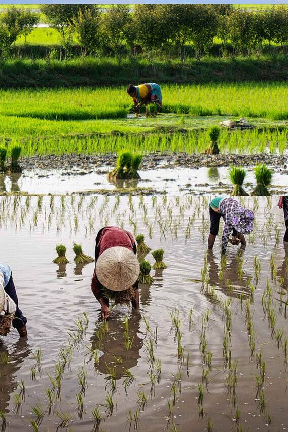 खरीप हंगामात शेतकऱ्यांसाठी पीक स्पर्धेचे आयोजन!