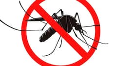 Dengue: શું ડેન્ગ્યુના દર્દી પણ આ રોગ ફેલાવી શકે છે? જાણો સ્વાસ્થ્ય નિષ્ણાંતોનું શું માનવું છે.