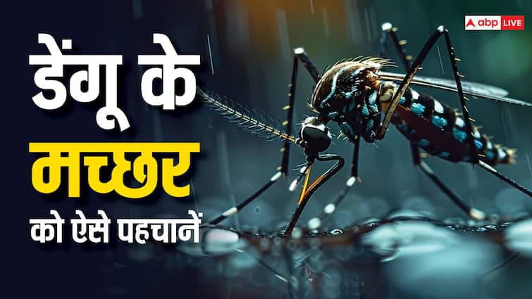 health tips dengue mosquito identification know bite time and symptoms Dengue Mosquito: कैसे कर सकते हैं डेंगू के मच्छर की पहचान? ये है तरीका