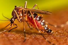 Risk Factors of Dengue: ਕੀ ਨੇ ਡੇਂਗੂ ਦੇ ਸਭ ਤੋਂ ਵੱਡੇ ਜੋਖਮ ਦੇ ਕਾਰਕ, ਜਾਣੋ ਮਾਹਿਰਾਂ ਤੋਂ