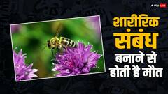 इस जीव की शारीरिक संबंध बनाने के तुरंत बाद हो जाती है मौत, जानें क्या है कारण