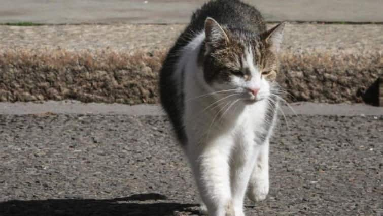 10 Downing Street's 'Chief Mouser' Larry The Cat Sees 6th British PM in 14 Years