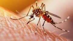 Dengue: क्या डेंगू का मरीज भी फैला सकता है ये बीमारी? जानें हेल्थ एक्सपर्ट का जवाब