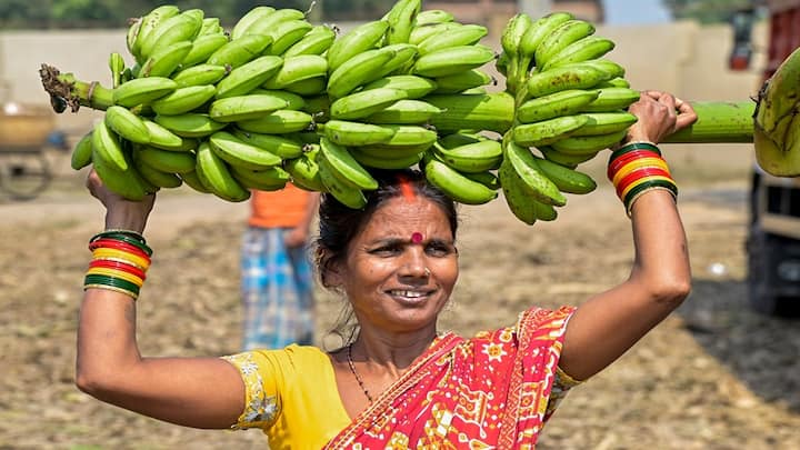 ખેડૂત ભાઈઓ કેળાની ખેતી કરીને સારો નફો મેળવી શકે છે. સરકાર પણ આ માટે ખેડૂત ભાઈઓને મદદ કરી રહી છે. બિહાર સરકારે કેળાની ખેતીને પ્રોત્સાહન આપવા માટે 50% સુધીની ગ્રાન્ટ આપવાનો નિર્ણય કર્યો છે.