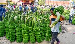 કેળાની ખેતી ખેડૂતોને બનાવશે ધનિક, ઓછા રોકાણમાં મળશે તગડો નફો