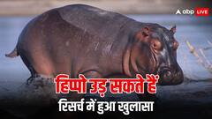 हिप्पो के पास भी होती है उड़ने की ताकत, स्टडी ने उड़ा दिए लोगों के होश