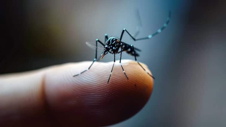 Can a dengue patient also spread the disease?