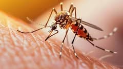 Dengue: શું ડેન્ગ્યુના દર્દી પણ આ રોગ ફેલાવી શકે છે? જાણો સ્વાસ્થ્ય નિષ્ણાંતોનું શું માનવું છે.