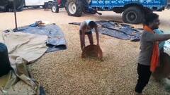 मंडी में जलभराव से नालों में बह गई लाखों की मूंगफली, प्रशासन से किसानों ने की मुआवजे की मांग