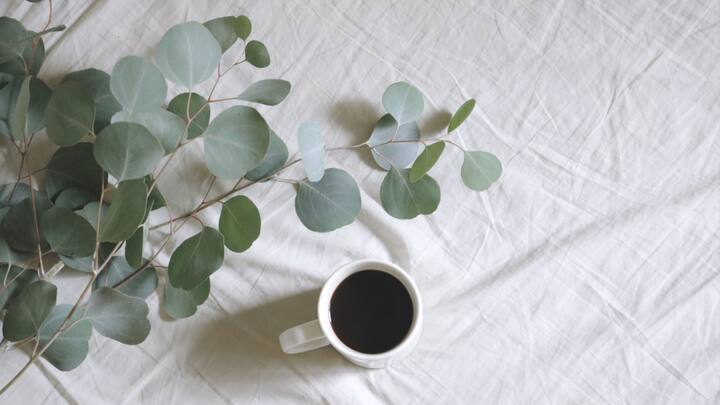 The Nature Enthusiast: Eucalyptus, Pine, and Herbal Mixtures- If you like nature, you can select candles which have the smell of forests, mountains, and meadows. Eucalyptus for example is known for its refreshing smell and it is usually administered to the person to clear the person’s mind and have him/her feeling right again. Earthy tones of pine and cedar are attributed to the young and woody fragrance of the forests; floral blends with rosemary, thyme, or sage can be related to the sunny gardens. (Image Source: Canva)