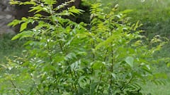 Health : अनेक गुणांचा खजिना 'कढीपत्ता'! पोषक तत्वांनी समृद्ध, फायदे जाणून आश्चर्यचकित व्हाल