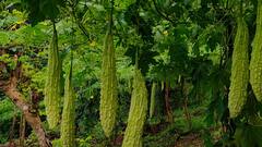 Monsoon Diet: বর্ষায় কমে শরীরের রোগ প্রতিরোধ ক্ষমতা, সংক্রমণ-অসুখ রুখতে পাতে কী কী খাবার রাখবেন?