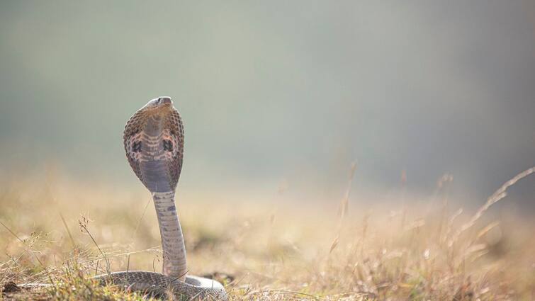 Bihar Man bites back snake three times Snake bites sleeping laborer தன்னை கடித்த பாம்பை  3 முறை கடித்த நபர்: ஏன் தெரியுமா? விநோத சம்பவம்