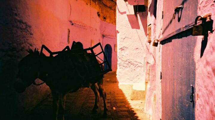 पाकिस्तान सरकार ने अपने देश में गधों की बढ़ती संख्या के बारे में बताया है. पाकिस्तानी सरकार ने देश का आर्थिक सर्वे पेश करने के बाद बताया था कि देश में गधों की संख्या एक साल में 1.72% से बढ़कर 59 लाख हो गई है.