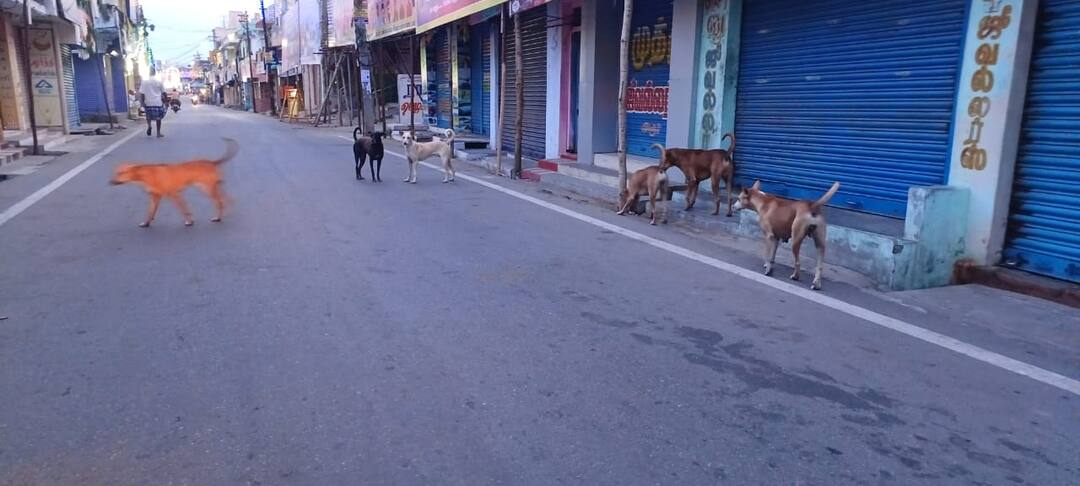 மக்களே உஷார் ரேபீஸ் நோயால் 36 சதவீத இறப்புகள்.. மருத்துவ நிபுணர்கள் எச்சரிக்கை