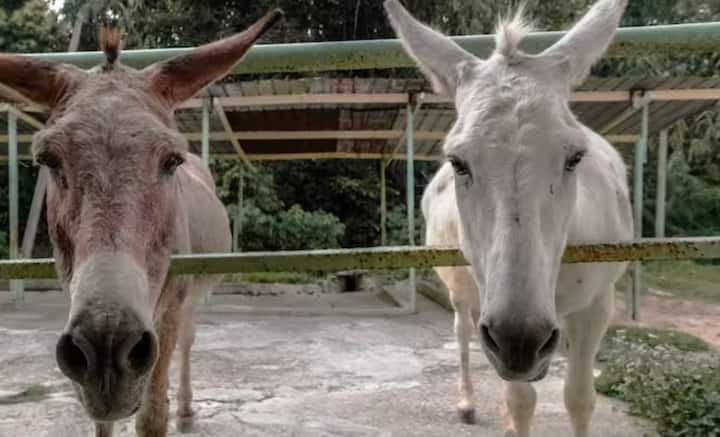 Now you must be wondering why the number of donkeys is increasing so rapidly in Pakistan? According to the Government of Pakistan, the number of donkeys was 58 lakh in 2022. Along with this, the number of donkeys has increased by one lakh in a year.