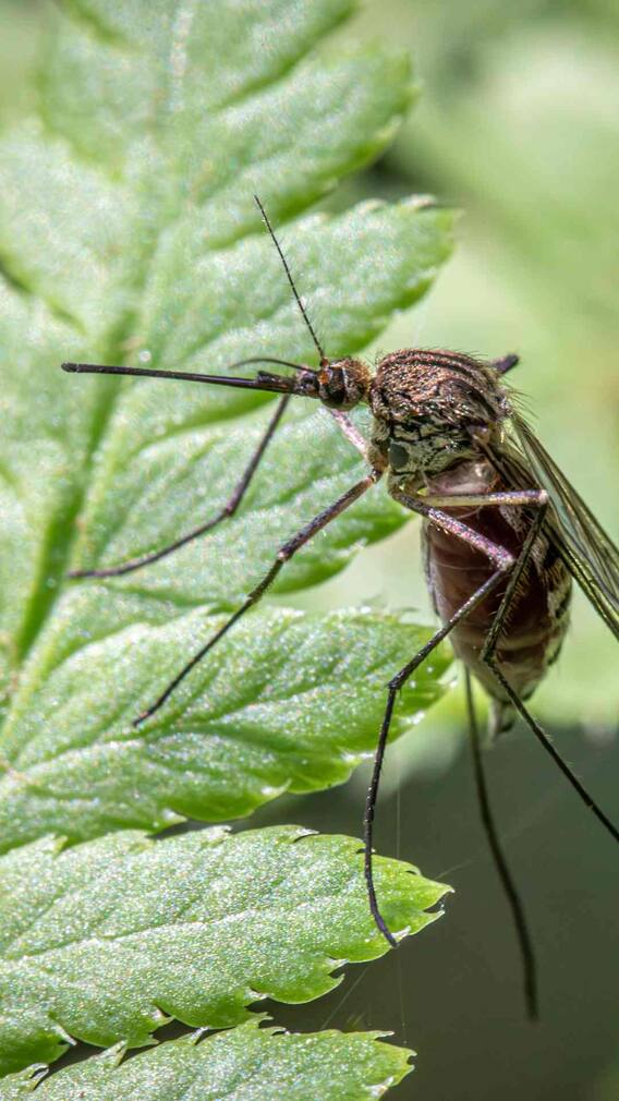 कितने दिन तक जिंदा रहता है डेंगू का मच्छर?