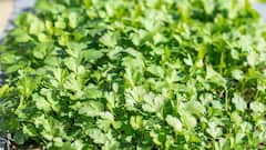 Kitchen Garden Tips: अब हरी मिर्च और धनिए के लिए देने पड़ते हैं पैसे, इस तरीके किचन गार्डन में लगा लें