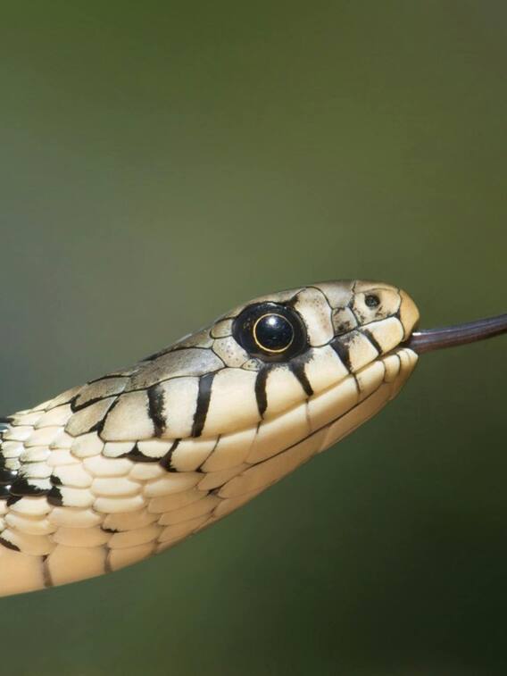 सबसे​ ज्यादा ताकतवर सांप कौन सा है?