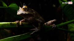 अरुणाचल प्रदेश में सींग वाला मेंढक मिला, यह नॉर्मल मेंढक से कितना अलग?