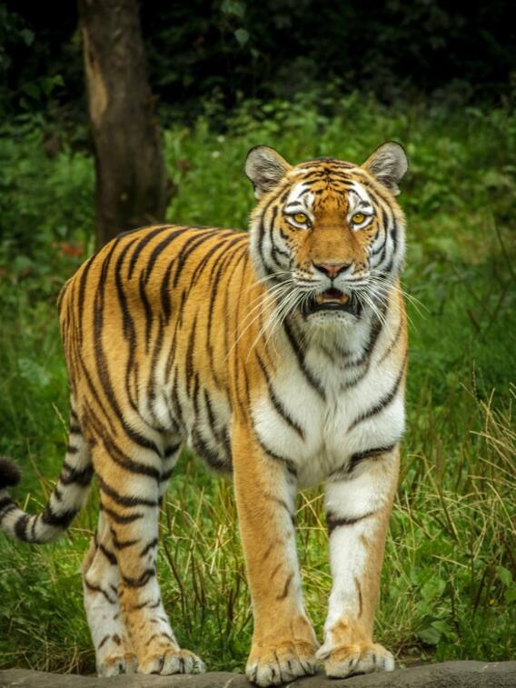 एक बाघ की उम्र कितनी होती है?