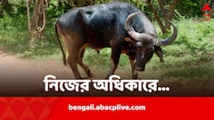 পঞ্চায়েত-পুলিশ ডাহা ফেল, নিজের গতি নিজেই করল যমরাজের বাহন, বুঝে নিল অধিকার