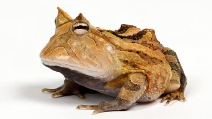 यहीं पर टेल वन्यजीव अभयारण्य है. ये मेंढक पूर्वी हिमालय और इंडो-बर्मा जैवविविधता वाले इलाके में पाया जाता है.