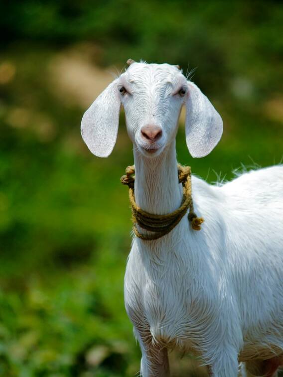 कितनी होती है बकरियों की उम्र