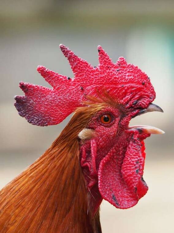 कितने में बिका है सबसे महंगा मुर्गा?