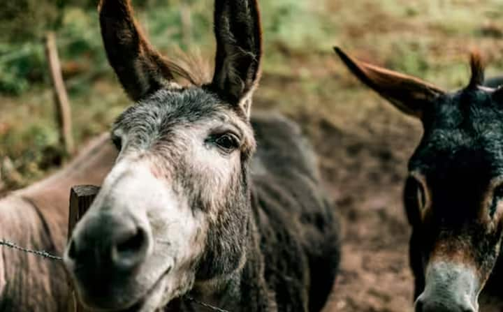 According to information, more than 80 lakh people in Pakistan are dependent on this business. Pakistan is the third largest exporter of donkeys in the world. Pakistan, which is facing economic crisis, has lost its foreign exchange reserves to Rs 9 lakh crore. To avoid this, the Pakistan government has appealed to the people to raise donkeys.