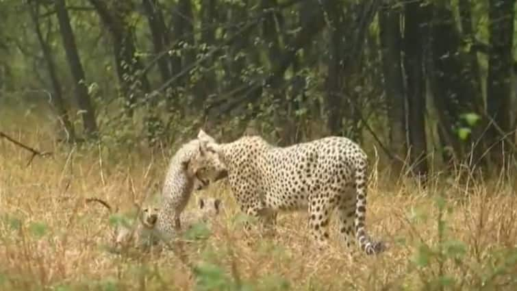 MP: Cheetah Mother ‘Gamini’ And Her 5 Cubs Get pleasure from Playtime In Rain At Kuno Nationwide Park — WATCH