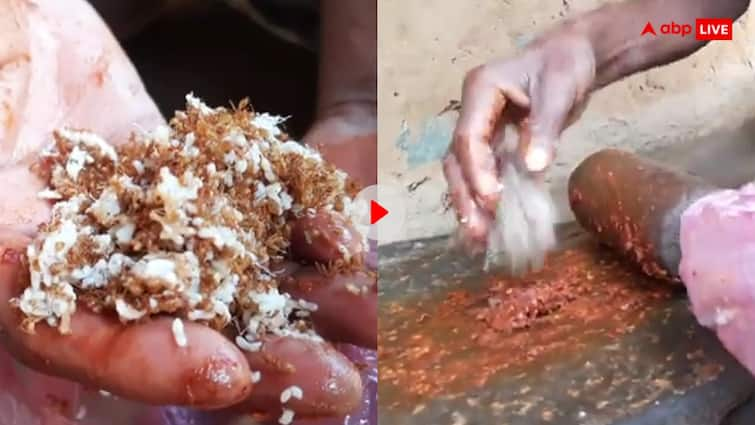 Chutney of red ants is very tasty to eat people even eat it raw video goes viral Video: वीडियो में दिखाया गया कैसे बनती है लाल चींटियों की चटनी, इतने मिलियन हो गए व्यूज