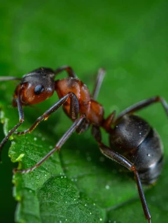 चींटी कैसे कर लेती है सर्जरी?