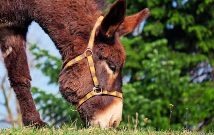 Pakistan's Finance Minister Muhammad Aurangzeb had told the Parliament that there are currently 5 crore cattle in his country. Which includes 4 crore buffaloes, 3 crore sheep and 8 crore goats but in the last few years the number of donkeys has increased the most. The Pakistan government had said last year that now it will earn foreign currency from the sale of donkeys.