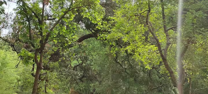 यहां दुनिया भर से लोग बाघों को देखने और जंगल सफारी का आनंद लेने आते हैं।