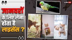 किन जानवरों को पालने के लिए लेना होता है लाइसेंस? जानें नियम 