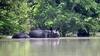 Assam Flood: 114 Wild Animals Dead, 95 Including 18-Month-Old Rhino Calf Rescued In Kaziranga National Park