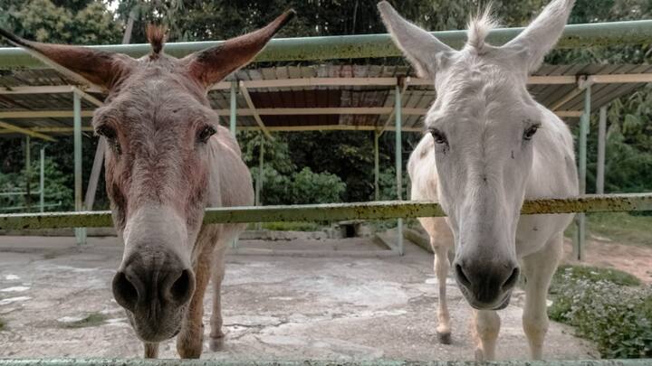 अब आप सोच रहे होंगे कि आखिर पाकिस्तान में गधों की संख्या इतनी तेजी से क्यों बढ़ रही है? पाकिस्तान सरकार के मुताबिक 2022 में गधों की संख्या 58 लाख थी. वहीं एक साल के दौरान ही गधों की संख्या एक लाख बढ़ी है.