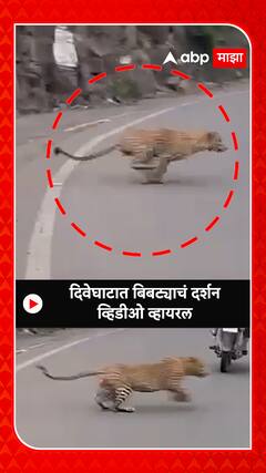 Leopard Dive Ghat : दिवे घाटात बिबट्याचं दर्शन; व्हिडीओ व्हायरल