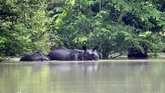 Assam Floods: Death Toll Of Wild Animals At Kaziranga National Park Rises To 129, Drowning Primary Cause