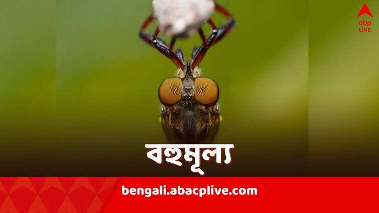 Stag Beetle why this insect is so expensive know in details Stag Beetle: বিলাসবহুল ফ্ল্যাট, দামি গাড়ি...বহুমূল্য এই পোকা একটি পেলেই যথেষ্ট