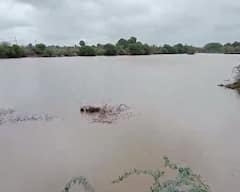 સૌરાષ્ટ્રમાં ભારે વરસાદ: ધોરાજી અને આસપાસના વિસ્તારમાં રેલમછેલ, ખેડૂતોમાં ખુશીનો માહોલ