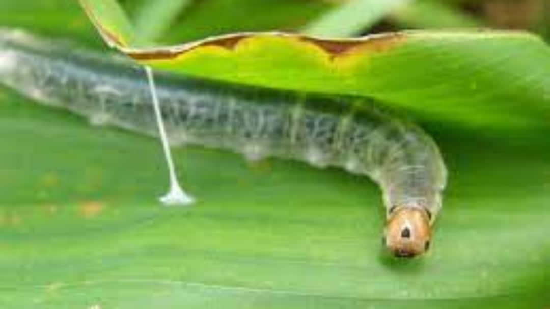 இலைச்சுருட்டுப்புழு தாக்குதலை சமாளிக்க விவசாயிகளுக்கு யோசனைகள்