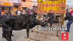 શું શહેરમાં પણ પાળી શકાય છે ગાય-ભેંસ, જાણો કયા નિયમોનું કરવું પડે છે પાલન?