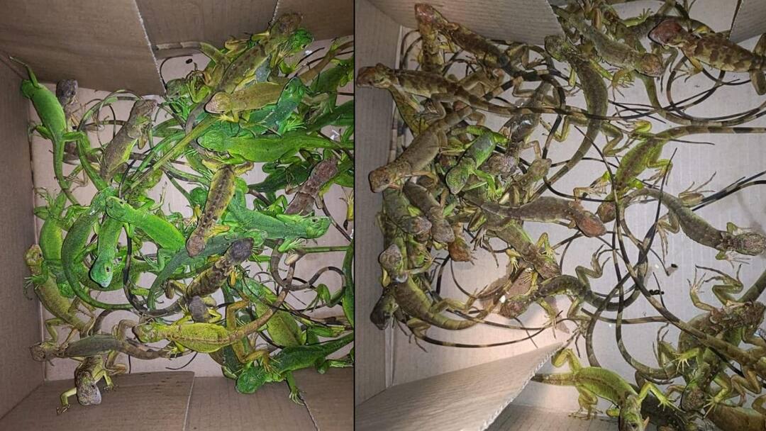 சென்னை விமான நிலையத்தை அலறவிட்ட பயணி... பச்சை நிறத்தில் அட்டைப்பெட்டியில் இருந்த உயிர்