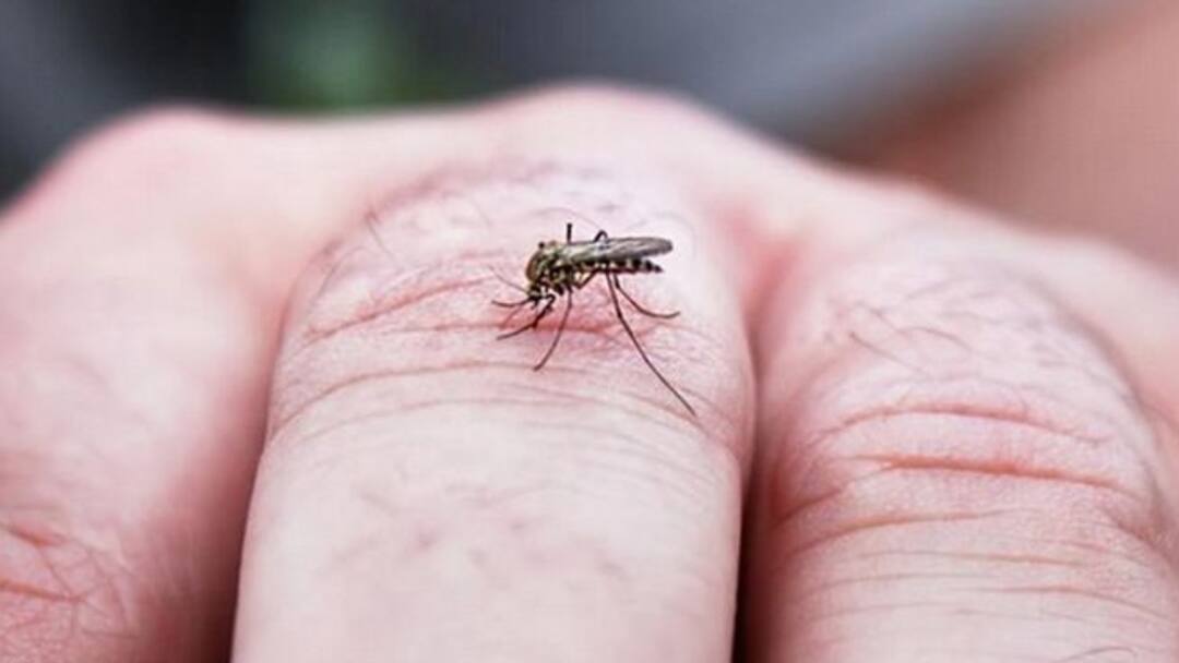 Dengue Fever: பெங்களூரை அச்சுறுத்தும் டெங்கு! நாளுக்கு நாள் அதிகரிக்கும் காய்ச்சல் பாதிப்பு! karnataka capital Bengaluru on alert as dengue cases rise public advised to take precautions Dengue Fever: பெங்களூரை அச்சுறுத்தும் டெங்கு! நாளுக்கு நாள் அதிகரிக்கும் காய்ச்சல் பாதிப்பு!