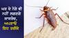 Cockroach in house: ਪੋਚੇ ਦੇ ਪਾਣੀ 'ਚ ਮਿਲਾਓ ਇਹ ਚੀਜ਼, ਘਰ ਦੇ ਨੇੜੇ ਵੀ ਨਜ਼ਰ ਨਹੀਂ ਆਉਣਗੇ ਕਾਕਰੋਚ ਅਤੇ ਕੀੜੀਆਂ